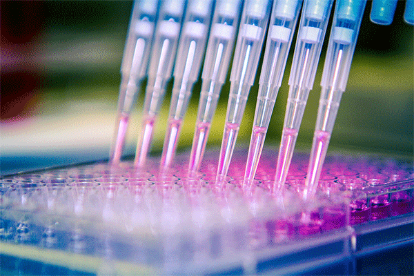 Detail image of liquid being distributed using a multichannel Pipette into a 96-cell culture plate. 