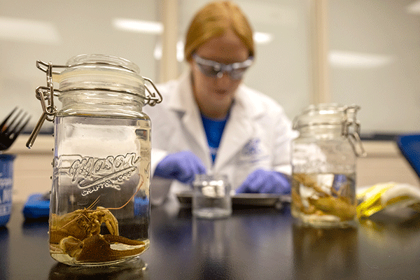 Lab setting with a glass jar in focus in the foreground containing a crayfish in clear liquid, with another jar on the right side of the frame. A female student in a white lab coat is out of focus in the background, appearing to look down at a tray containing a specimen.