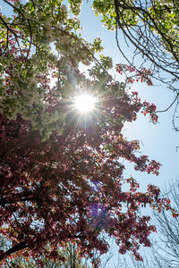 The sun shines through the spring flowers on a tree on campus.