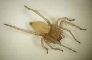 Sac spider cheracanthium.jpg