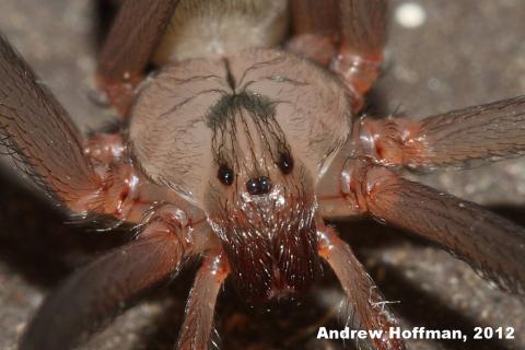 brown recluse spider 3