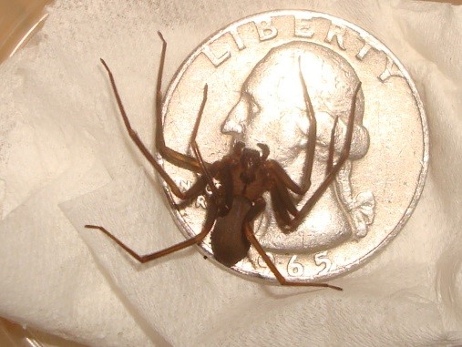 brown recluse spider 4