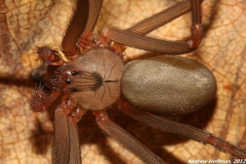 brown recluse spider