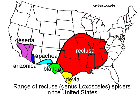 range of recluse