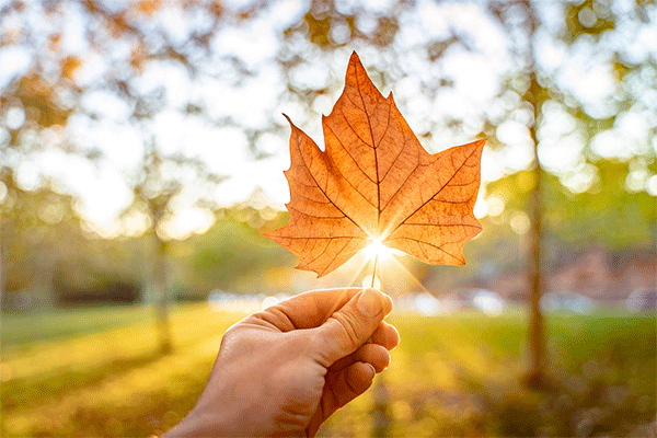 Closeup of a hand holding a yellow fall Sycamore leaf towards the sun causing a sunburst around the edge of the leaf.