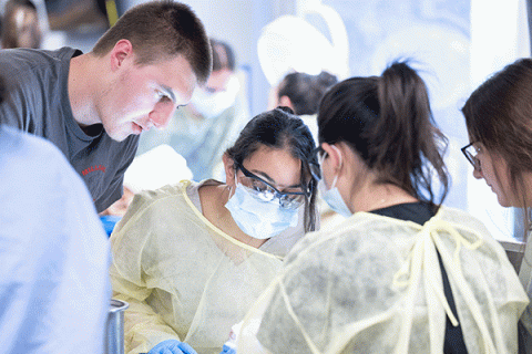Four white students work together in a lab. On the left is a white male student with short brown hair, wearing a grey T-shirt. To his right is a white female student with black hair pulled back into a ponytail.  She wears protective eyewear, a yellow surgical gown, and a mask. On the right are two female students with brown hair, also wearing surgical gowns. The students are looking down.
