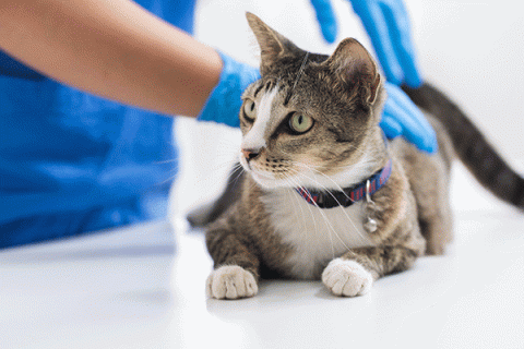 A brown-and-white cat lying on its stomach. An individual in blue scrubs and wearing blue gloves has their hands on the cat’s back. The cat wears a blue-and-red collar.