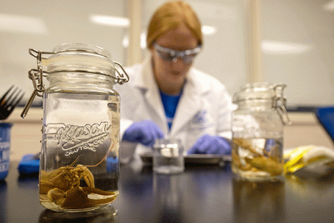 Lab setting with a glass jar in focus in the foreground containing a crayfish in clear liquid, with another jar on the right side of the frame. A female student in a white lab coat is out of focus in the background, appearing to look down at a tray containing a specimen.