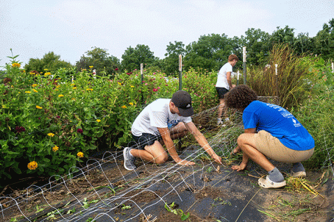 Three students – two kneeling down in the foreground and one standing in the background – work to place mesh in a garden with rows of flowers and other plants. 