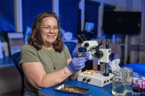 Middle-aged white female with shoulder-length brown hair and glasses sits at a table in a lab setting and holds in her hands a jar that contains a crayfish. Another crayfish is visible on a tray underneath a microscope. 