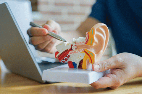 Detailed image of a person holding an anatomy model of an ear while pointing to a portion of the model with a pen held in the right hand while sitting at a desk next to a laptop computer. 