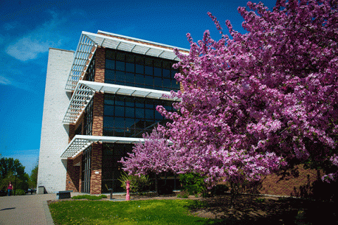 Exterior image of a large brick building in spring with colorful pink blooms on a tree with a green lawn with a sidewalk leading to the front of the building.