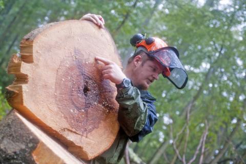 Man showing tree rings. 